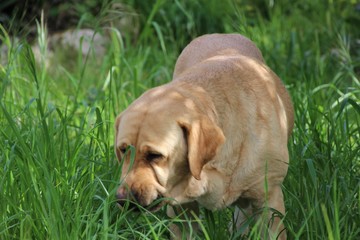 Il mio cane