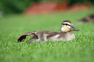 Mallard duckling on lawn