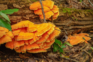 A flash of color in the shadows