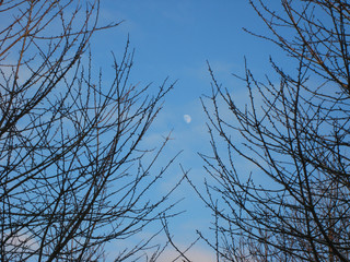 Der Mond zwischen den Zweigen