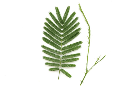 Asian Horsetail - Chaom Acacia, Leaves and branch of chaom , green plants have a special aroma. Used in cooking food, delicious. isolated on white background.