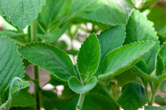 Boldo: Green plant named Boldo da Terra in Brazil. Plant used to make tea e produtos medicinais