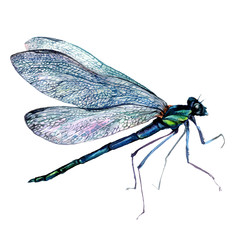 Watercolor Green Dragonfly - obrazy, fototapety, plakaty