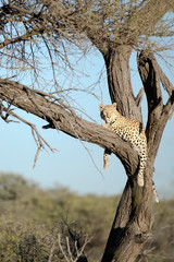 Leopard resting in a tree