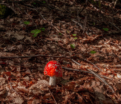 mushroom ammanite