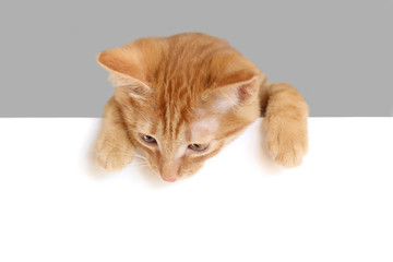  red kitten looking down over empty white banner. isolated on white background. Space for text