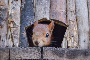 Forest squirrel in the house. Red squirrel. In the forest, on a tree in the summer.