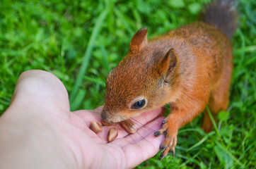Forest squirrel eats nuts from hand. Summer. Red squirrel.