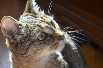 Domestic cat. Macro photo. Sunny day. Emotions of the animal.