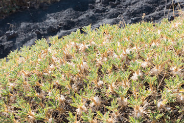 Obraz premium Etna landscape Catania Sicily Italy