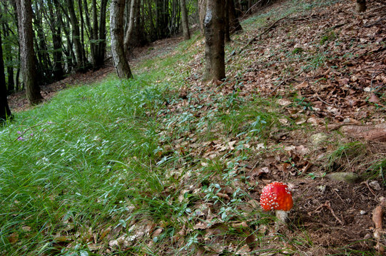 mushroom ammanite