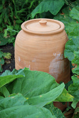 Rhubarb forcing jar
