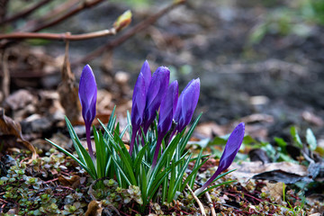 Violet crocus flowers bloomed in the forest in the early spring