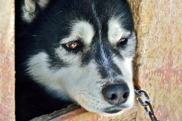Sad dog on a chain in a doghouse close-up.