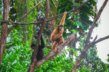 Yellow-cheeked gibbon, Nomascus gabriellae, male left; female right, in Singapore zoo