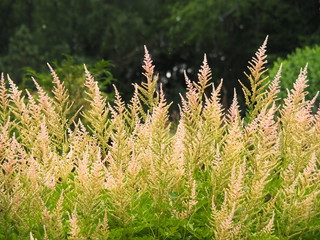 Blooming Astilbe arendsii - false goat's beard,  false spirea, Poland