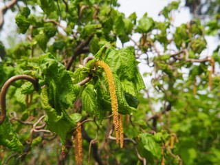 Corylus avellana 'Contorta' - Corkscrew Hazel in the spring, Poland