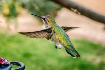Hummingbird Gallery