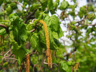 Corylus avellana 'Contorta' - Corkscrew Hazel in the spring, Poland