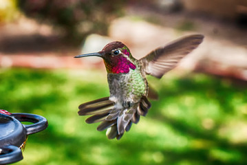 Hummingbird Gallery