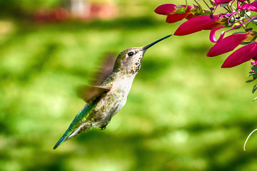 Hummingbird Gallery