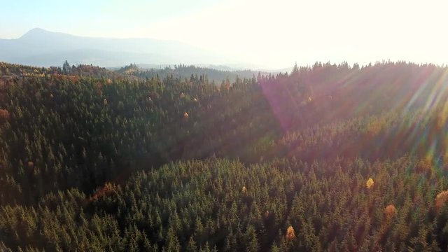 Aerial view of the serpentine road and mountain landscape. Carpathians