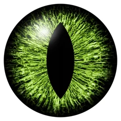 Foto auf Acrylglas Green animal eye iris macro illustration © oxinoxi