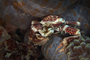 Porcelain crab (Neopetrolisthes maculatus). Picture was taken in Ambon, Indonesia