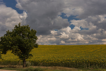 Fototapeta na wymiar Clouds over a field with a sunflower. Rural idyll. A huge field of yellow flowers enjoy the sun. Agriculture in the European zone.