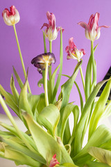 Old dried pink tulips on a purple background