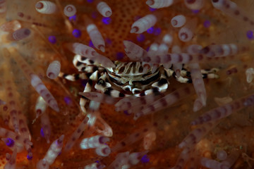 Zebra urchin crab (Zebrida adamsii). Picture was teken in Ambon, Indonesia