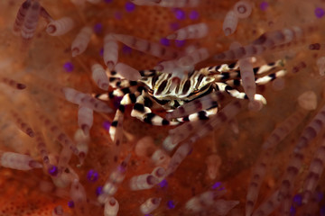 Zebra urchin crab (Zebrida adamsii). Picture was teken in Ambon, Indonesia