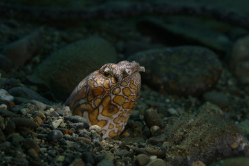Napoleon snake ell (Ophichthus bonaparti) in Ambon bay, Indonesia