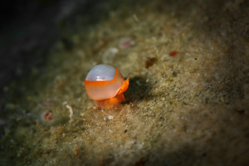 Sea snail (Cystiscus minutissimus)  from Ambon bay, Indonesia