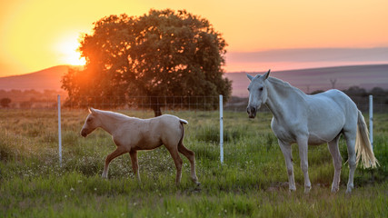 White Mare horse with her foal on the grass at sunset