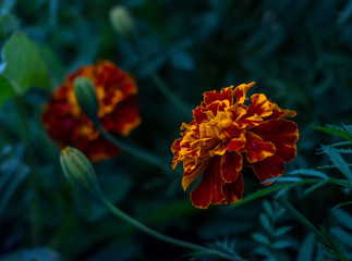 Tagetes flowers with leafs on dark background