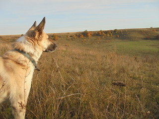 dog looking away into the meadow in autumn