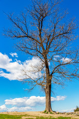 Leafless April tree on a hill against the sky, at Nebet Tepe, Plovdiv, Bulgaria