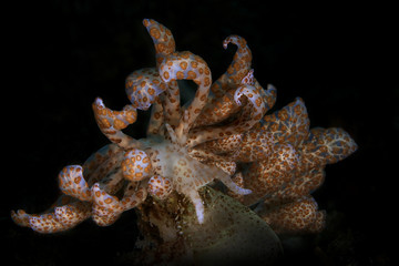 Nudibrunch Solar nudibranch (Phyllodesmium longicirrum ) from Ambon, Indonesia