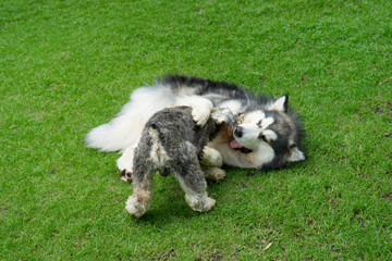 two dogs playing together on the grass