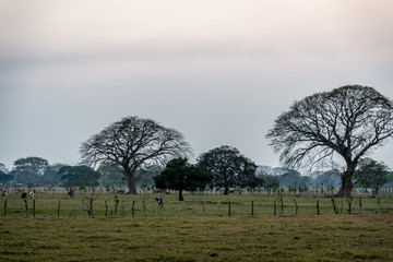 Guatemalan farm land at sunset