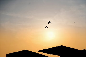 Amazing flight of twin Pigeons or doves