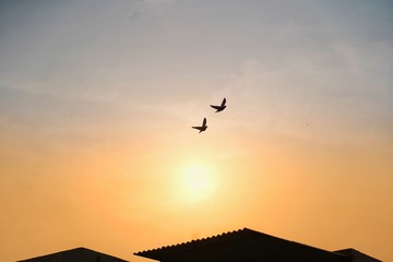 Amazing flight of twin Pigeons or doves © Rakesh
