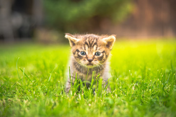 Naklejka na ściany i meble Cute Kitten in the garden in the grass