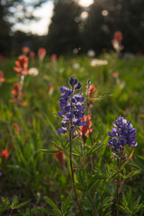 wild flower