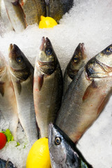 fresh caught fresh fish