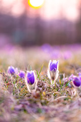 Greater pasque flowers (Pulsatilla grandis) with water drops, nature reserve in 