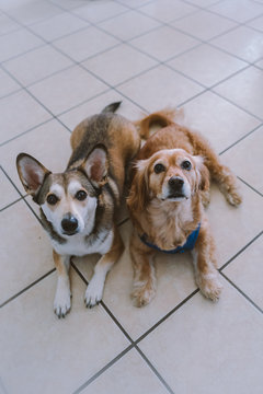 Two rescue dogs at home