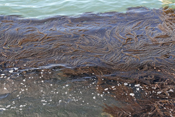 Seaweed in Water