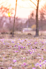 Greater pasque flowers (Pulsatilla grandis) with water drops, nature reserve in 